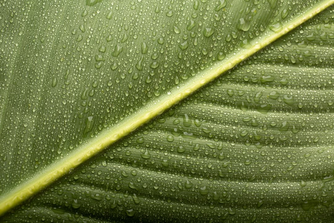 Green leaf