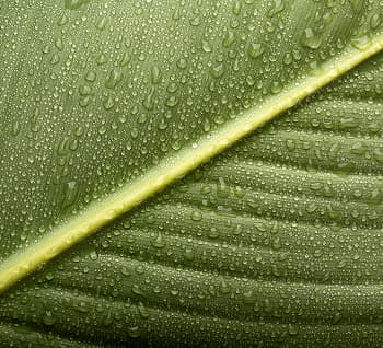 Green leaf